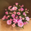 栃木県宇都宮市岡田園芸の花　”可愛い”ピンク